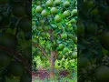 Download Lagu Real information about 🍋 lemon grafting technique #lemon_grafting #lemon #ytshorts #shorts