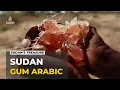 Sudan export at risk Conflict has disrupted production of Gum Arabic
