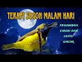 Lagu terapi sogon malam hari biar tambah gacor dan emosi