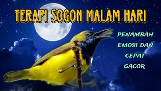 terapi sogon malam hari biar tambah gacor dan emosi