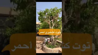 شجرة التوت الكشميري الأحمر   ثمارها والعناية بها    عموما التوت لا يحتاج برامج كثيرة دندنها