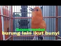 Download Lagu Bikin emosi‼️ SUARA ANIS MERAH INI bikin lawannya ikut bunyi