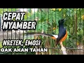 Download Lagu Murai gacor AMPUH buat MERANGSANG emosi murai batu lain agar CEPAT bongkar isian !! Langsung RESPON