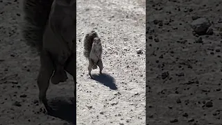 Little Squirrel Big Balls Hahahaha  Little Squirrel Big Balls Hahahaha