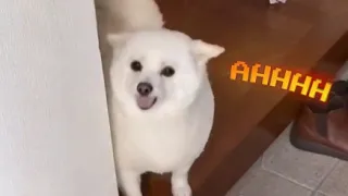 When the Marshmallow is Excite