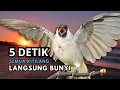 Lagu Kutilang Gacor Tarung Buat Pancingan Kutilang Agar Bunyi Jadikan Burung Kutilang Gacor