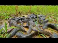 Amazing fishing! a fisherman skills catch a lot of fishes in the under grass at field by hand