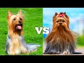 Yorkshire Terrier Vs Silky Terrior Which Breed Is Better