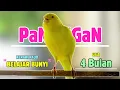 Download Lagu Suara KENARI PAUD❗Suara PANCINGAN Kenari PAUD Belajar BUNYI Ngeriwik || MASTERAN Kenari PAUD || 276