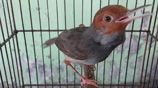 suara prenjak tamu jantan gacor pancingan ampuh bikin burung prenjak u0026 ciblek bahan cepat bunyi