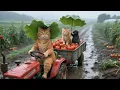 Download Lagu Mama Cat Rescues an Abandoned Mouse While Harvesting Tomatoes, and Builds a New Home for Him ❤️🐭🐱🍅
