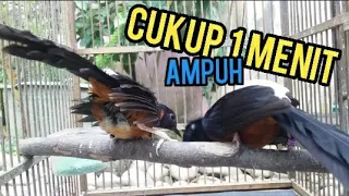 murai batu kawin dengarkan suara ini murai semua permasalahan pada murai anda segara teratasi 