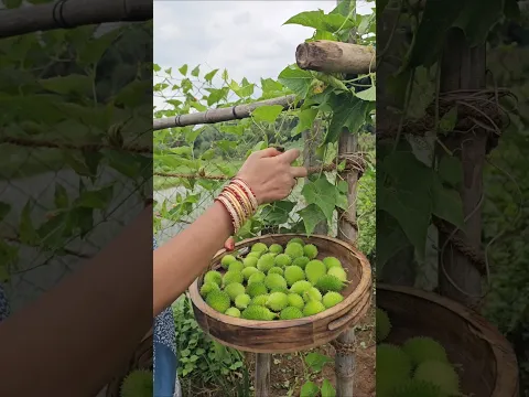 Boda kakara (akakara) harvesting #spinygourd #bodakakarakaya #mygarden #gardening #organicfarming
