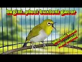Download Lagu Pleci Buxtoni Gacor Ngalas Ngotot |3| Efektif Buat Pancingan Pleci Bahan Biar Nembak