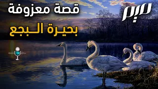 قصة معزوفة  بحيرة البجع  دندنها