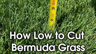 how tall to cut bermuda how short to cut lawn