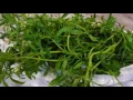 Amazing Herbs - Summer Savory