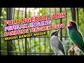Download Lagu MASTERAN BURUNG LOMBA PETULAK JINGJING SAMBUNG TENGKEK BUTO JERNIH MUDAH DITIRU