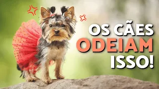 8 coisas que seu cachorro ODEIA! 🐶💢 Coisas que os cachorros odeiam e que os humanos também odeiam