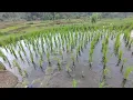 Download Lagu Pemandangan jalanan