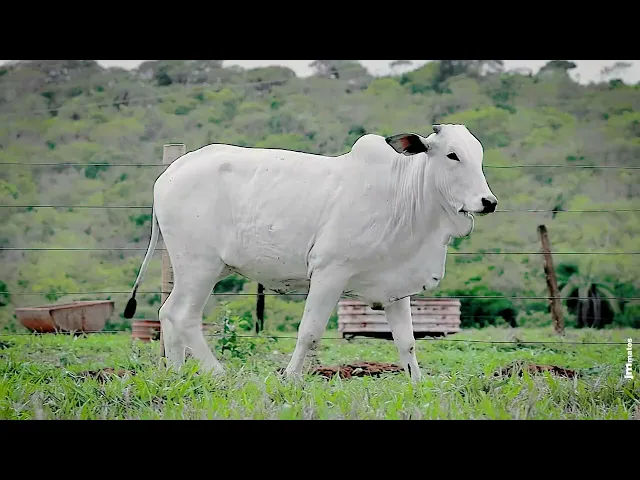 Novilha Nelore LSA - 1900