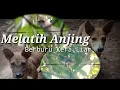 Download Lagu Gila!!! Melatih Anjing Berburu Kera Ekor Panjang@sniperanakrantau