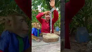 Funny Koko Monkey videos