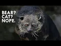 Binturong The Bizarre Bearcat that Smells Like Popcorn