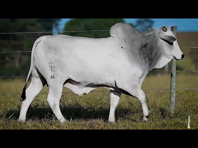 Touro Nelore FDY - 119