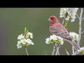 Download Lagu Lagu Burung Finch Rumah - Suara Burung | 10 Jam