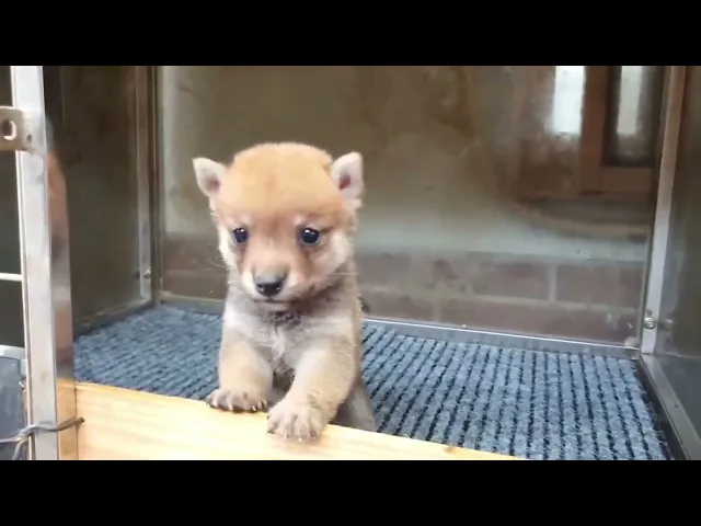 動画