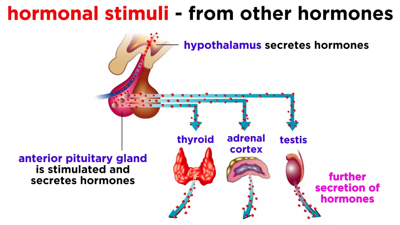 The Endocrine System