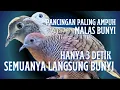 Terapi Perkutut MaLas Bunyi_Rutinkan Pancingan Ini Pagi Siang Sore 100% DIjamin Langsung NyautT