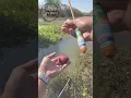 Download Lagu Jika kamu suka mancing ikan nila liar, pilih umpan favoritmu!