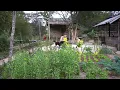 Download Lagu Oogst tomaten, groenten in de bergen en kook. Kweek gember en zoete aardappel in de tuin.