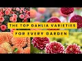 Download Lagu De top 15 dahliasoorten voor elke tuin