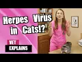 Is it Contagious to humans Feline Herpes Virus in Cats Veterinarian Explains