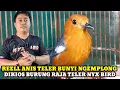 Download Lagu REELL BURUNG ANIS BUNYI NGEMPLONG TELER DIKIOS RAJA TELER NYX BIRD PASAR BURUNG PRAMUKA