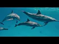 Ummet Ozcan -  Ocean's Voice (Official Music Video)