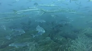 video_image