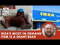 Ikea s most in-demand product requires no assembly just hugs meet Djungelskog the giant teddy bear
