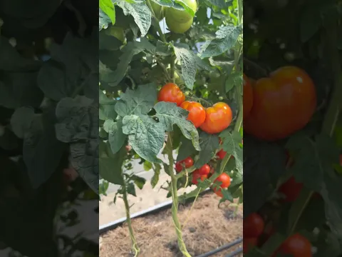 Томат с высоким иммунитетом! Шурочка