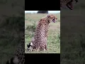 Download Lagu Sounds of Cheetah : The Most Beautiful Voice in the Wild