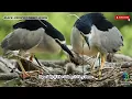 Download Lagu Black-crowned Night Heron | Evolution, Behavior \u0026 Ecology | Evolution INSIGHTS