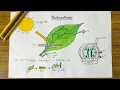 Photosynthesis Diagram Drawing Easy Step-by-Step Science Project with Labels