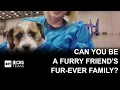 Mega pet adoption event happening in Fort Worth