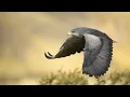 Avian Body Systems