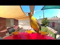 Download Lagu Seekor burung Oriole berkerudung betina 😍 mampir lagi ke tempat makan burung kolibri :)