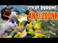 Download Lagu suara pikat burcil ribut menjerit paling ampuh || mp3 durasi panjang