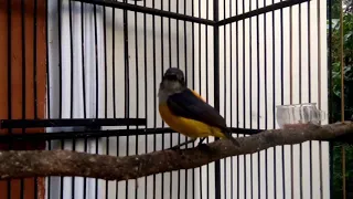 kemade bunga api gacor cocok untuk masteran jadikan kemade mu rajin bunyi